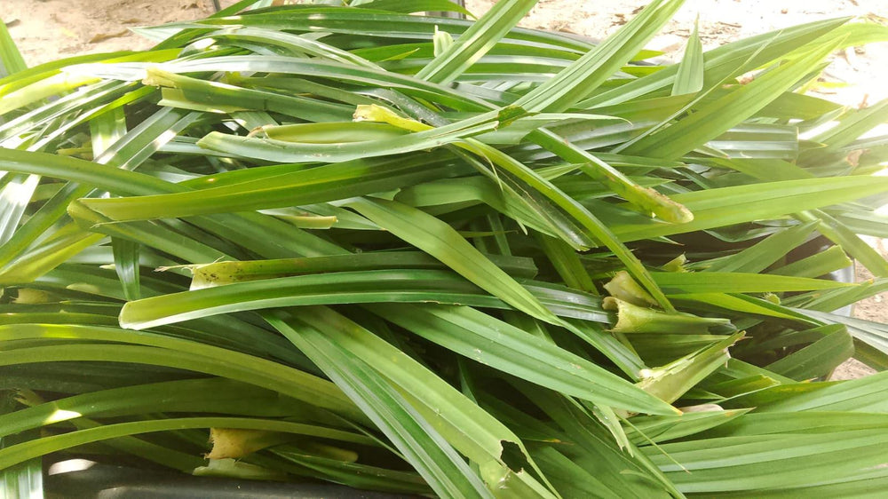 Pandan Leaf Tea — Green Botanica, product image 6
