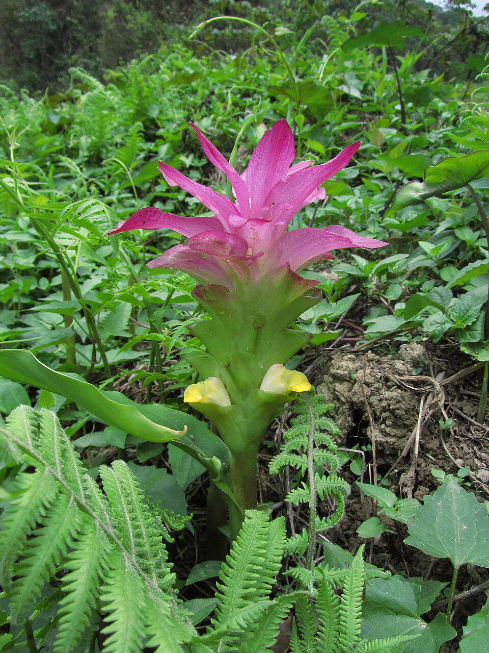 Curcuma Aromatica Powder — product image 7