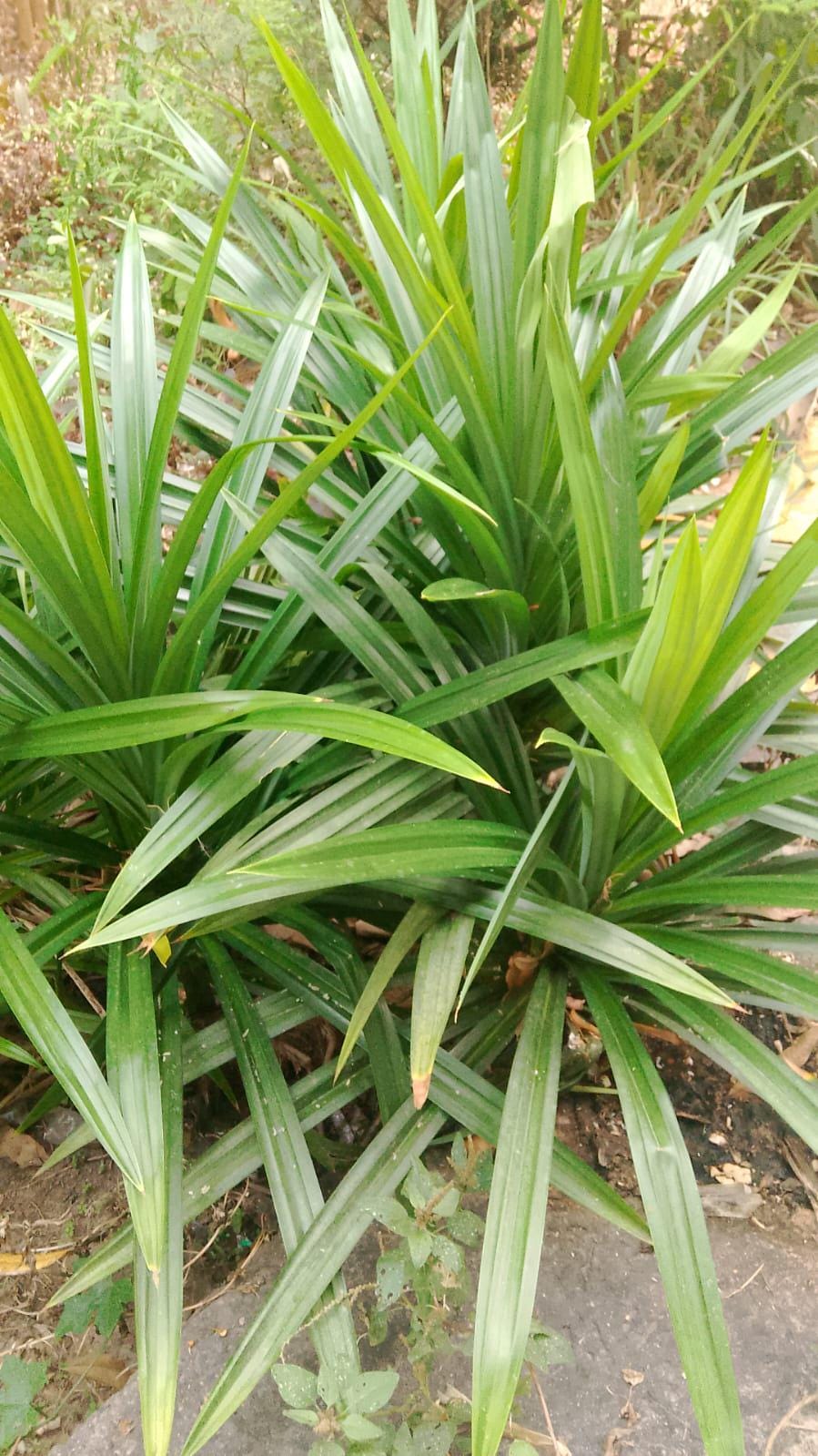Pandan Leaf Tea — Green Botanica, product image 7