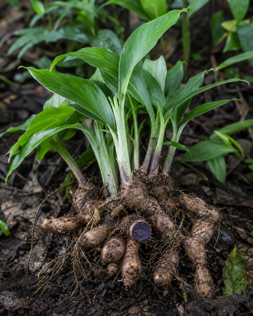 Black Ginger Powder — Green Botanica, product image 7