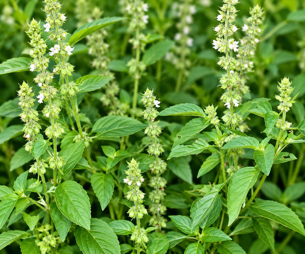Hairy Basil Seeds (Maeng Lak) — product image 4