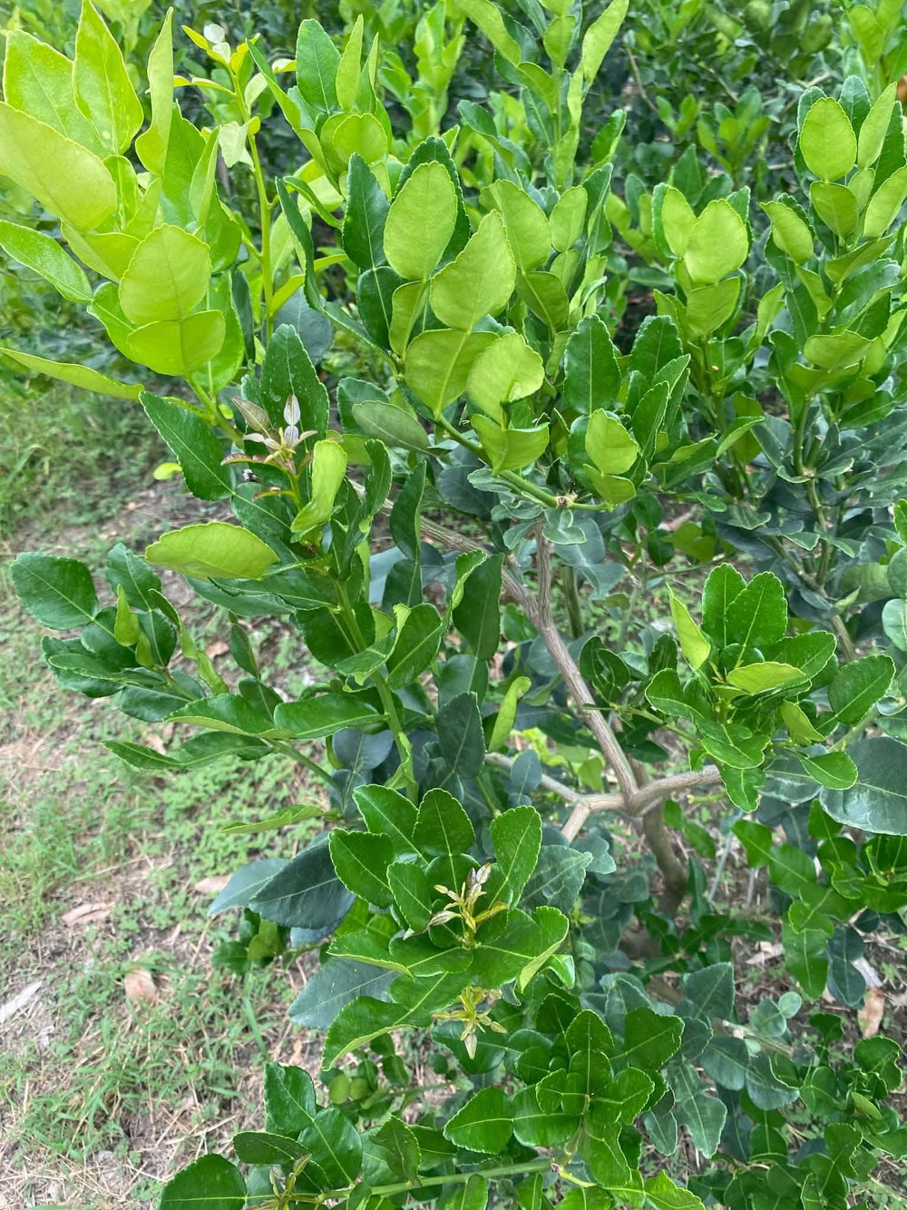 Dried Makrut Lime Leaves — product image 9