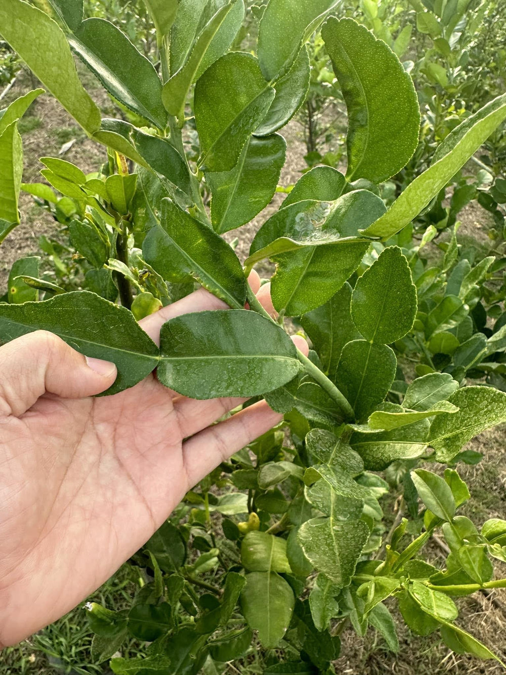 Dried Makrut Lime Leaves — product image 8