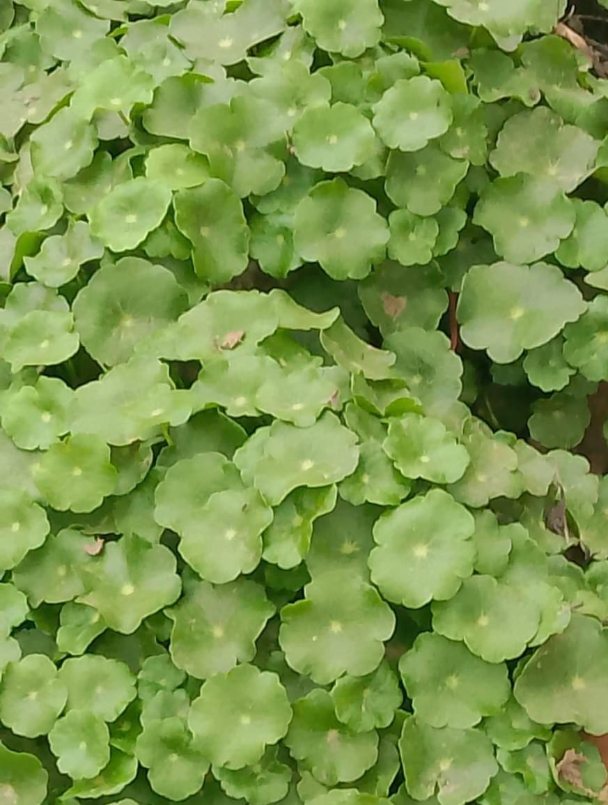 Gotu Kola Powder — product image 7