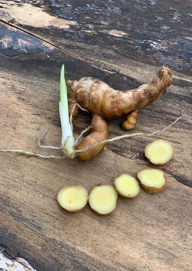 Curcuma Aromatica Powder — product image 9