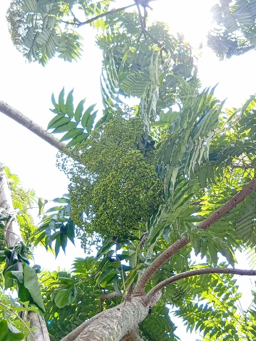 Makhwaen Whole Peppercorns — product image 11