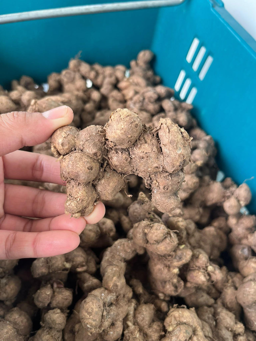 Black Ginger Powder — Green Botanica, product image 8