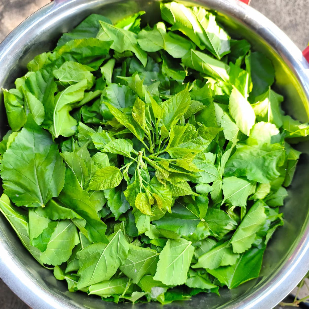 Mulberry Leaf Tea — product image 7