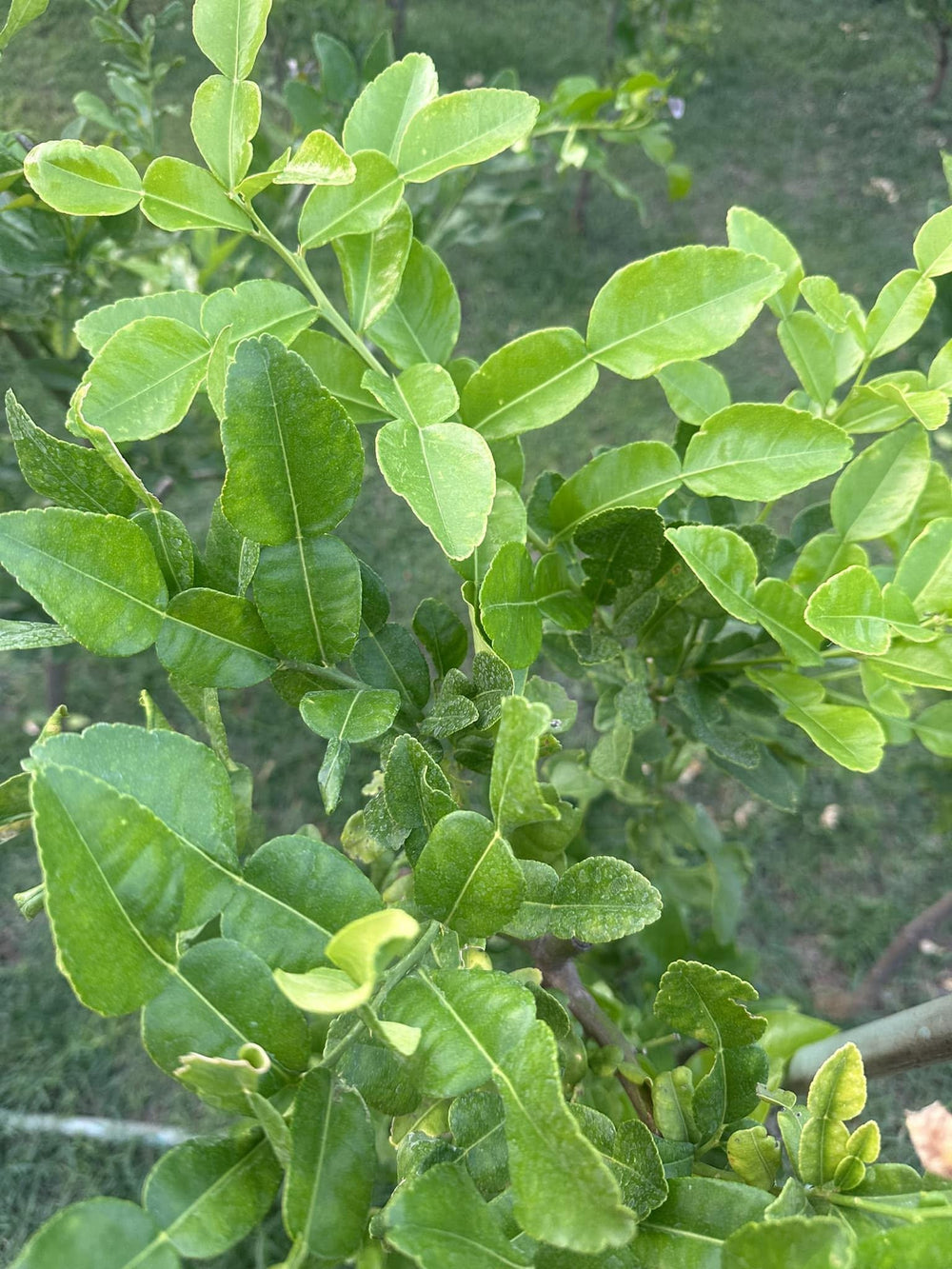 Dried Makrut Lime Leaves — product image 7