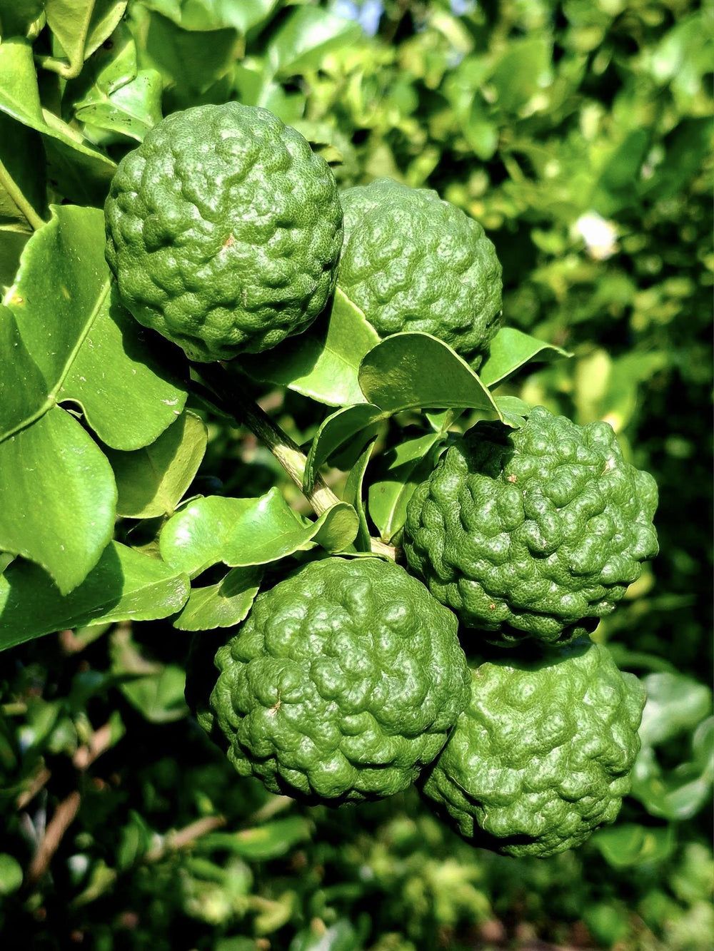 Makrut Lime Peel Powder — Green Botanica, product image 4