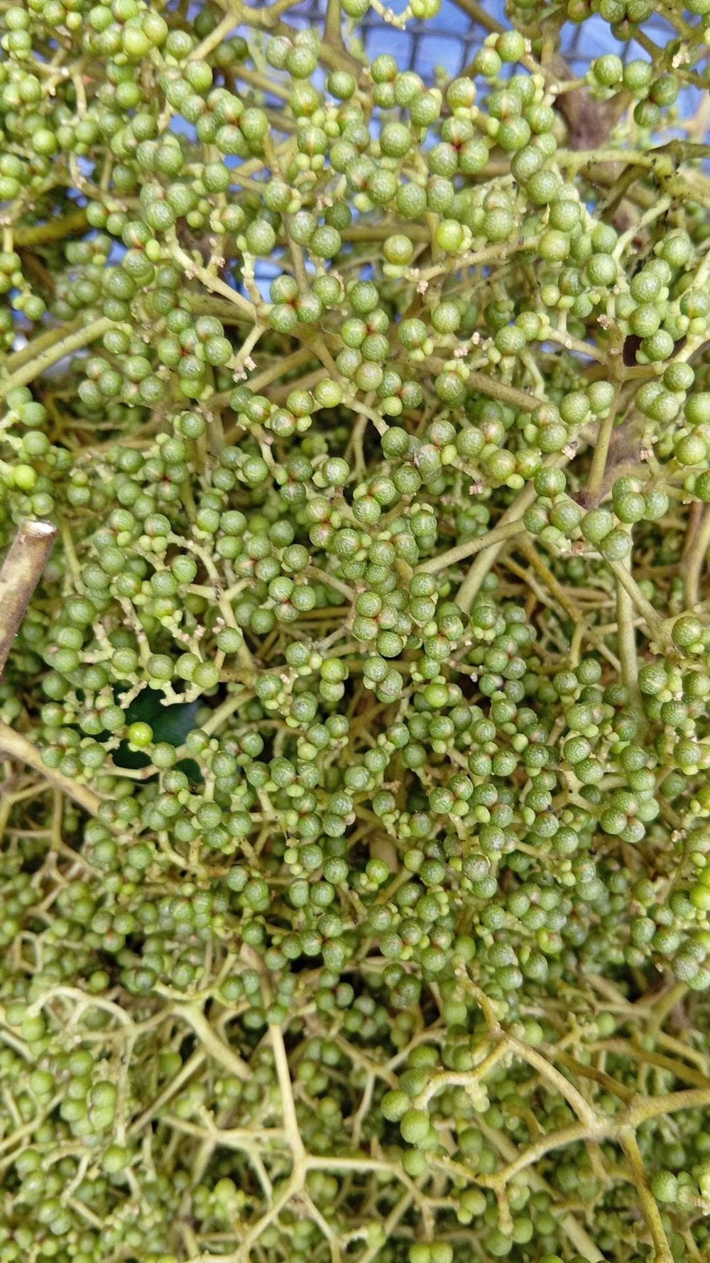 Makhwaen Whole Peppercorns — product image 8