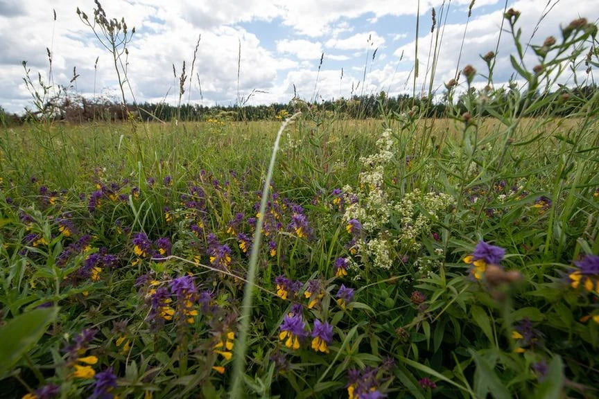 Offene Wiese im Norden Lettlands
